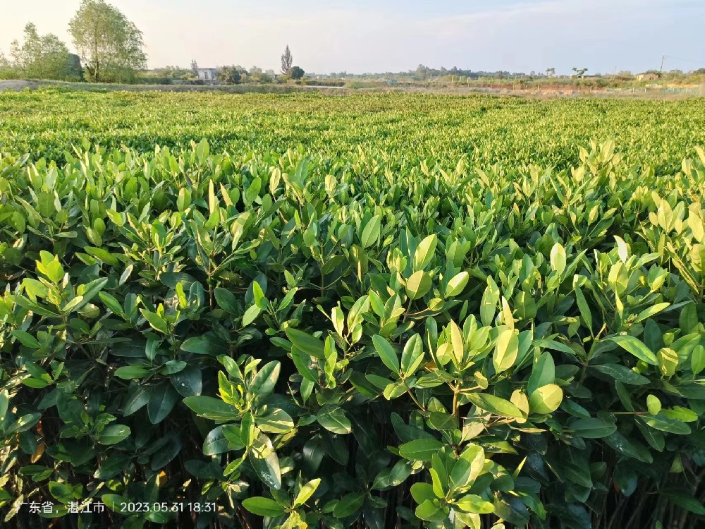 產(chǎn)品展示九